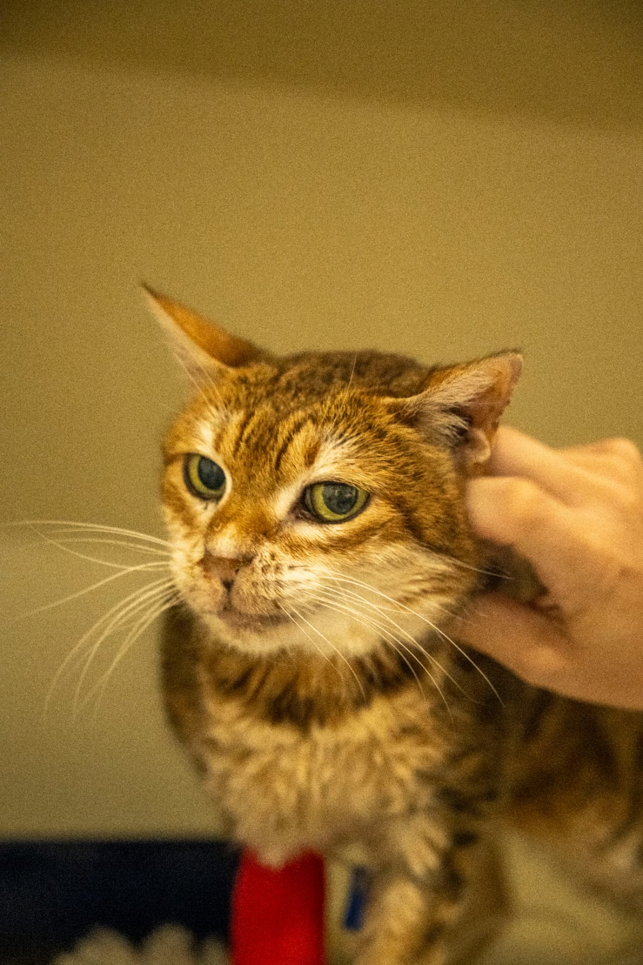 Close-up of a ginger cat being stroked
