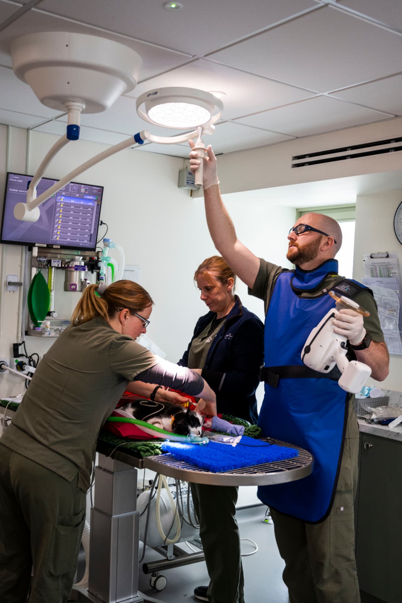 Vets performing a procedure on a cat