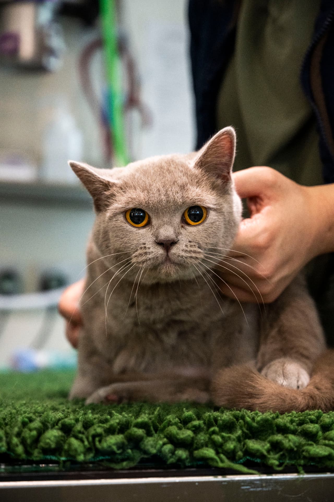 British Shorthair cat sitting on a green vet table