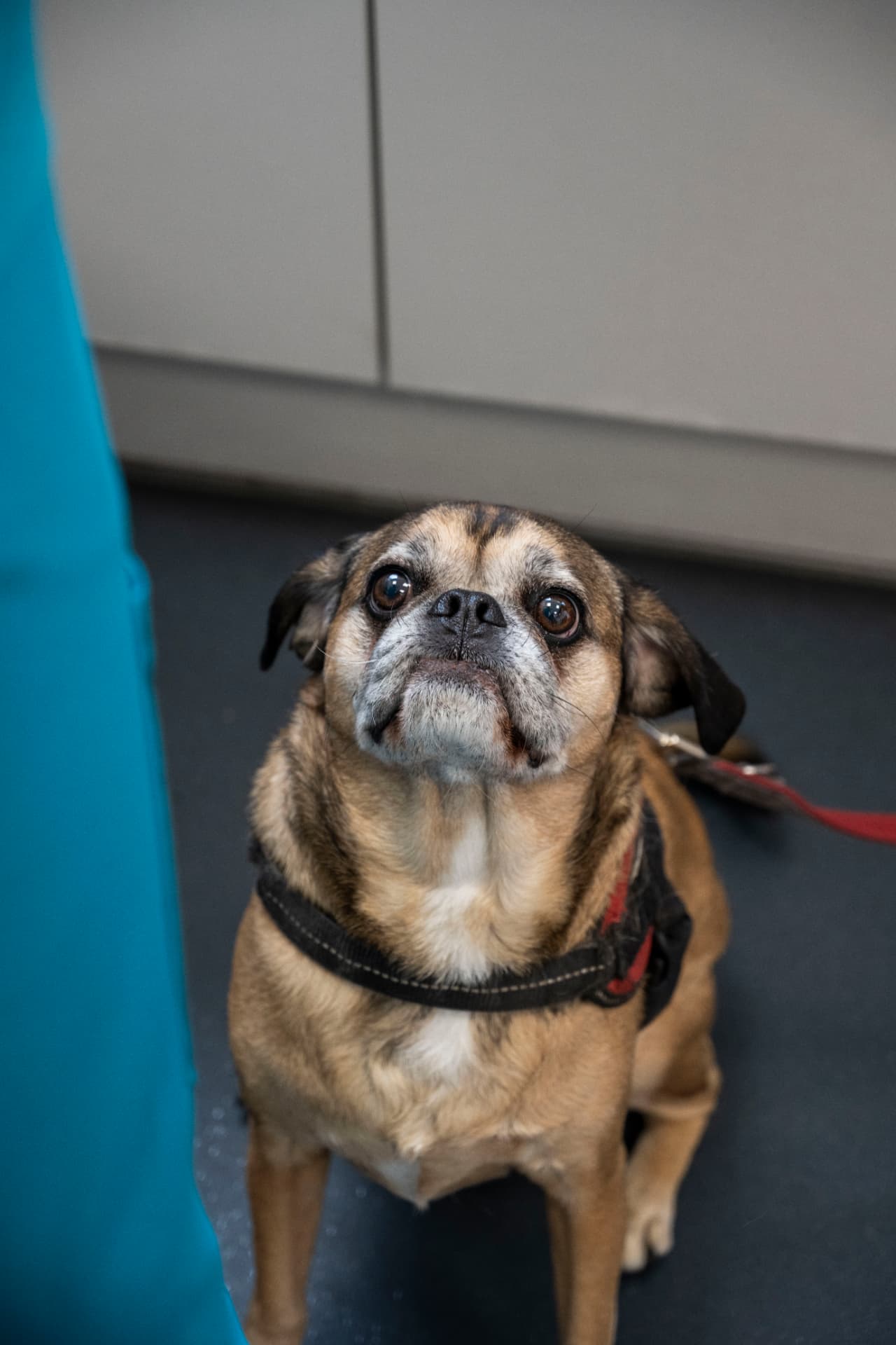 Dog looking up at the vet