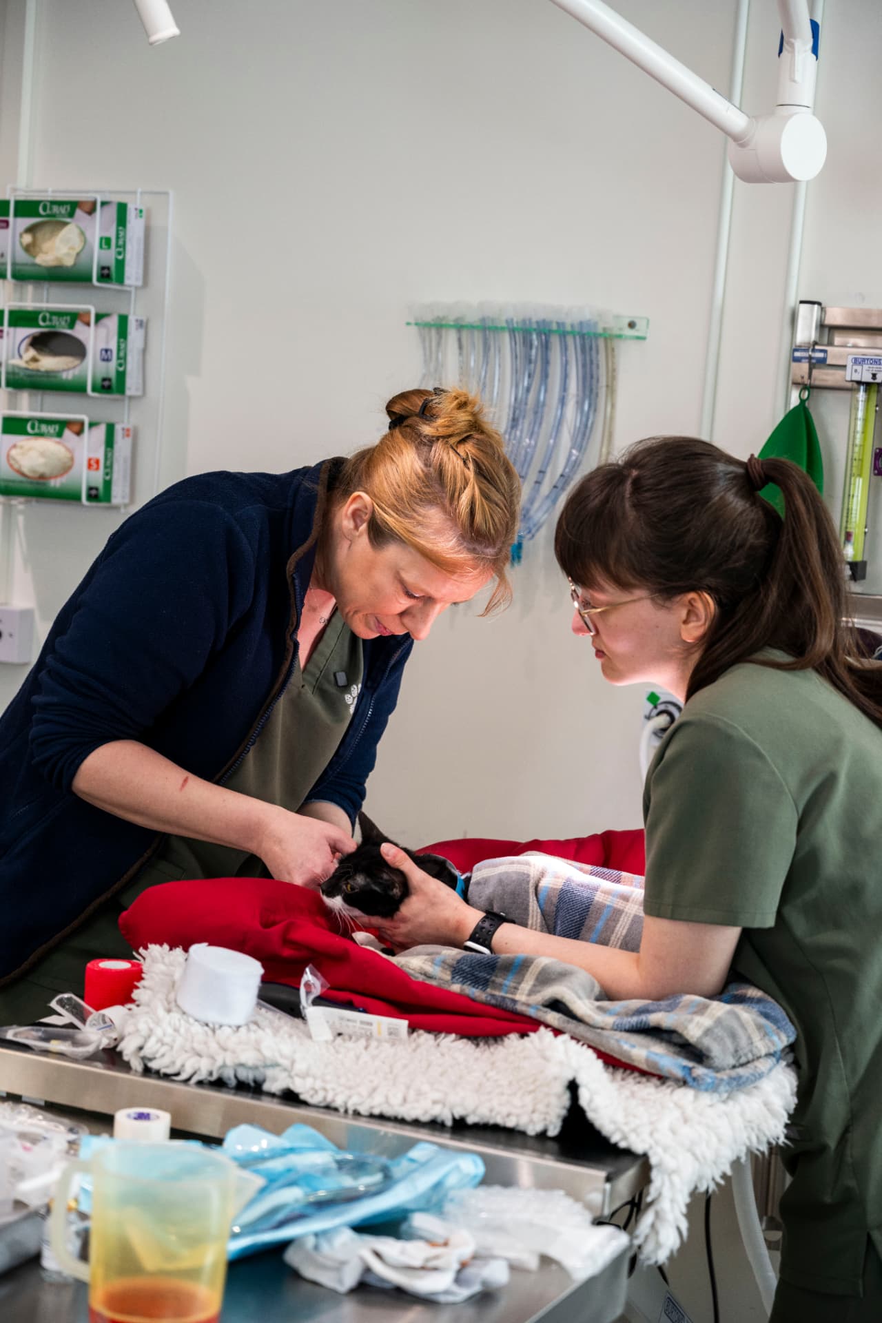 Veterinary team treating a cat