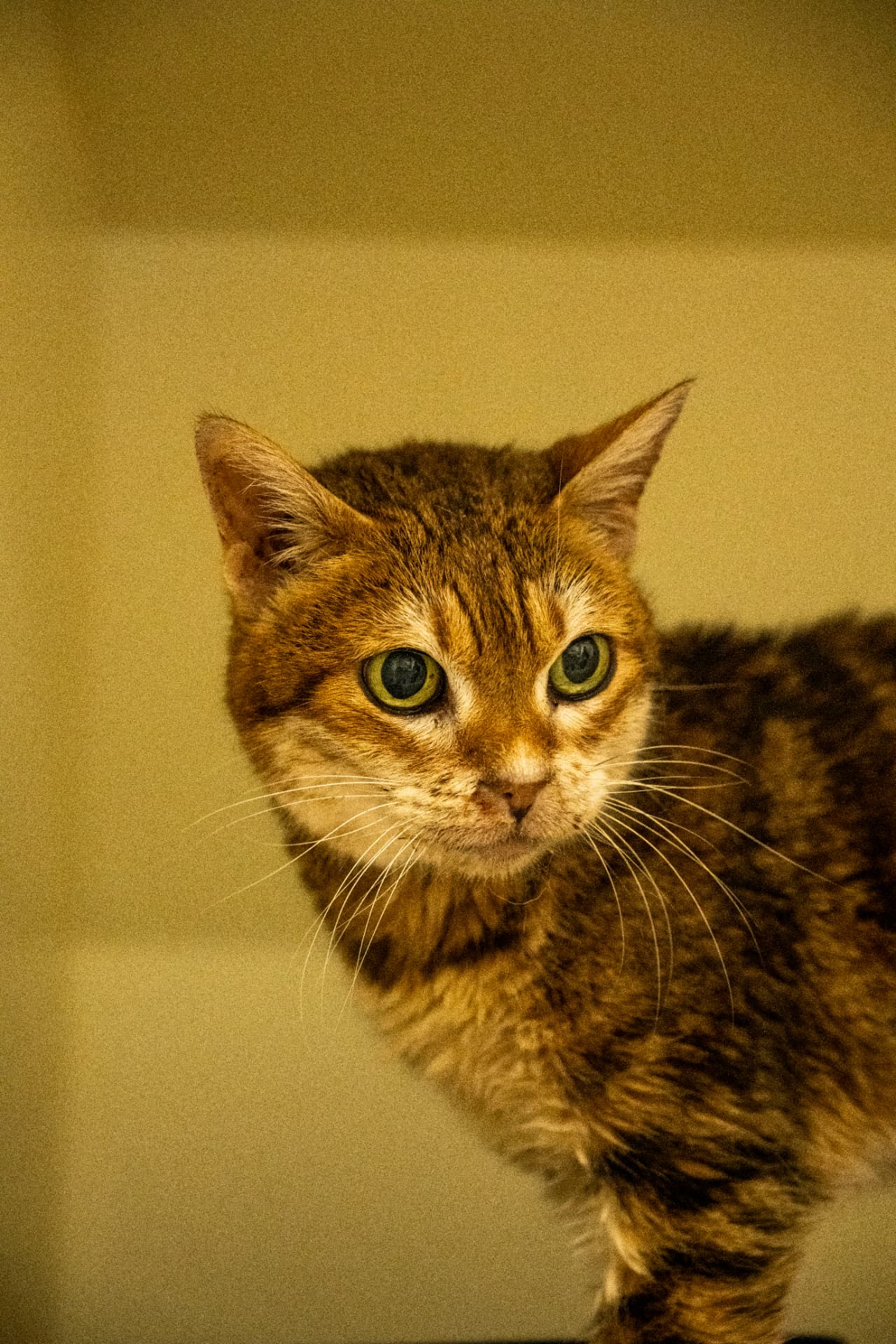 Portrait of a ginger cat